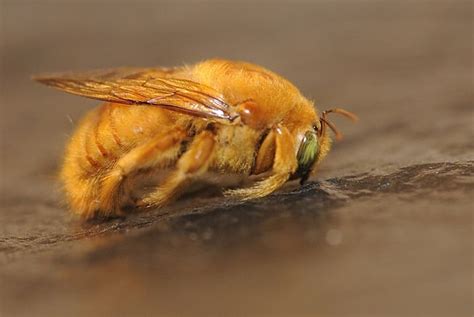 teddy bear bee california|teddy bear carpenter bee.